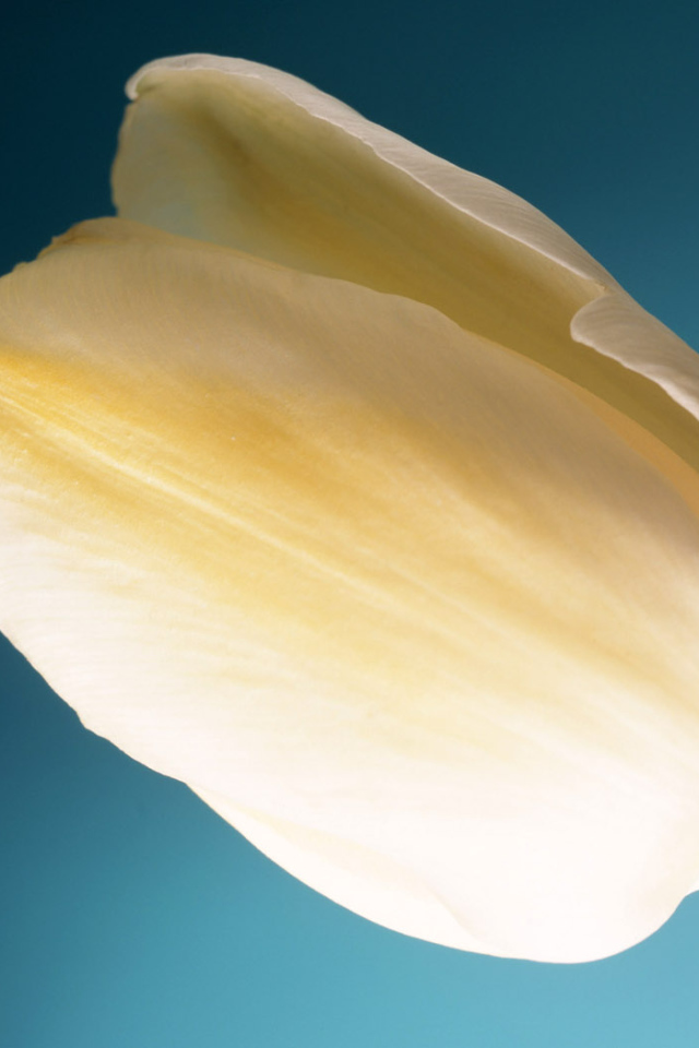 Тюльпан Сливок, Цветы