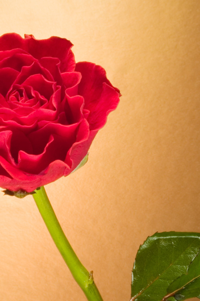 Вьющаяся Красная роза, Цветы