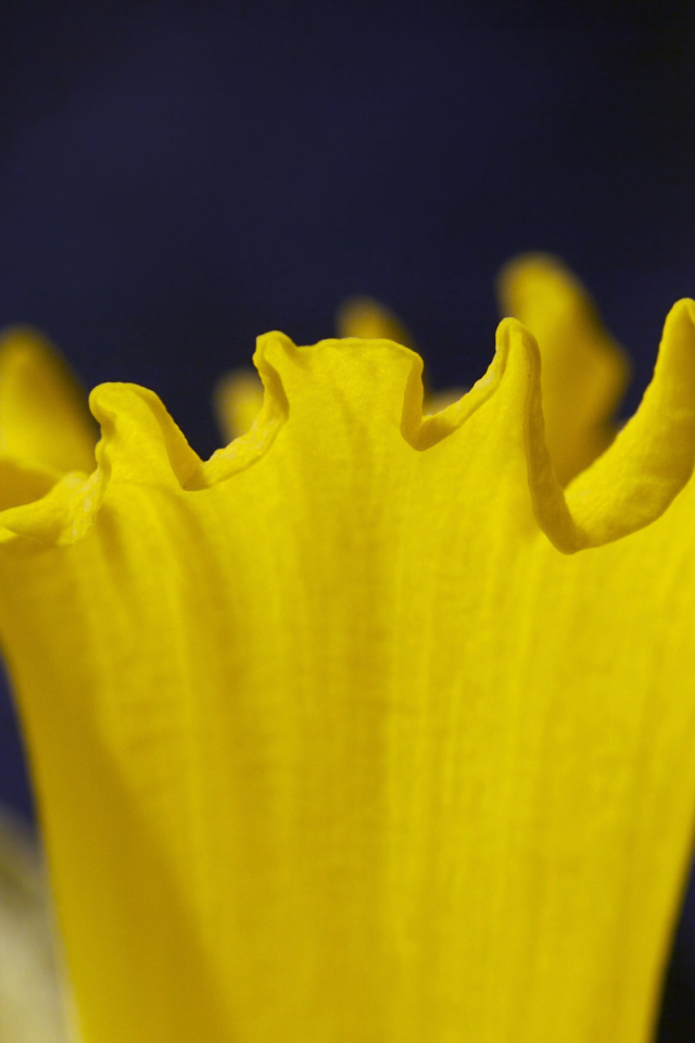 Труба Нарцисса, Цветы