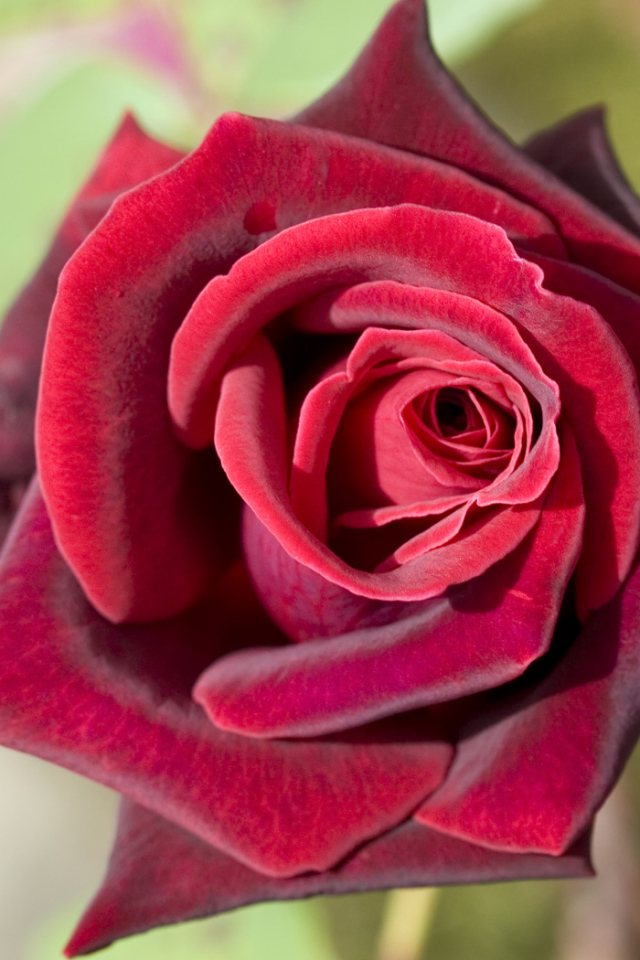 Глубокая красная роза, Цветы