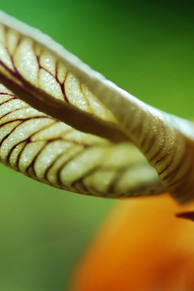 Лист уха, Цветы