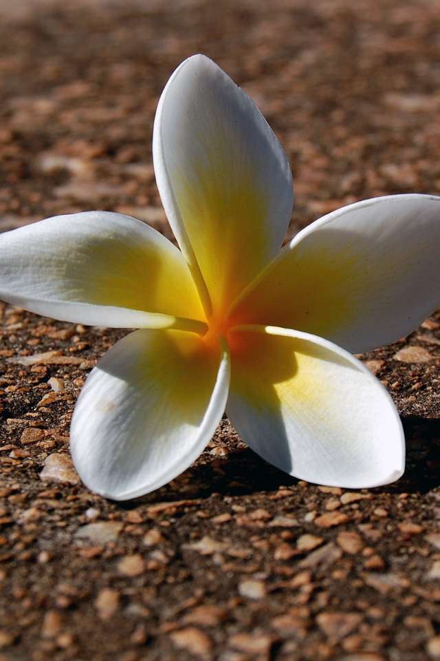 Ложащийся цветок, Цветы