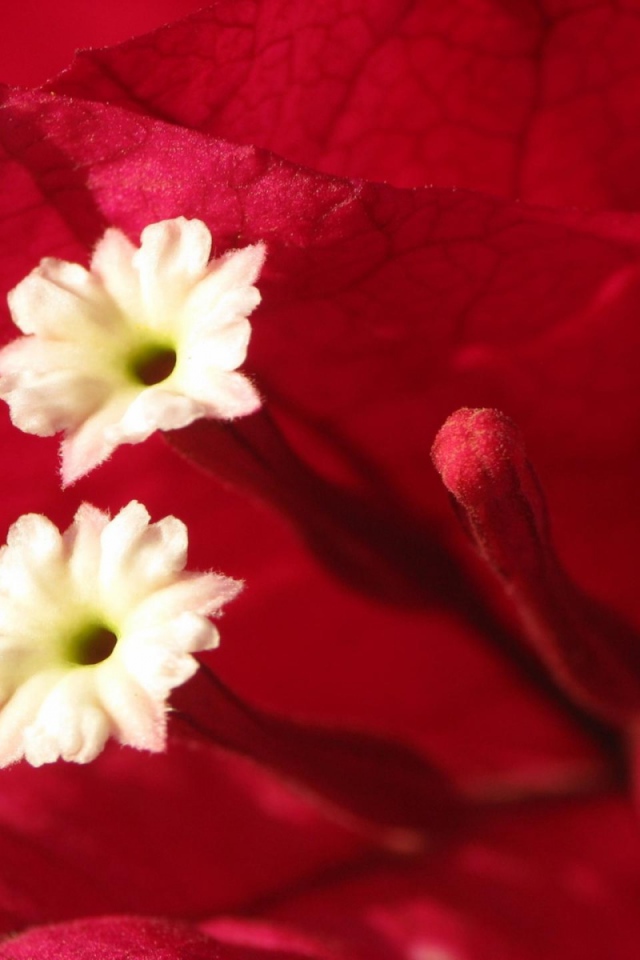 Эмоции Цветов, Цветы