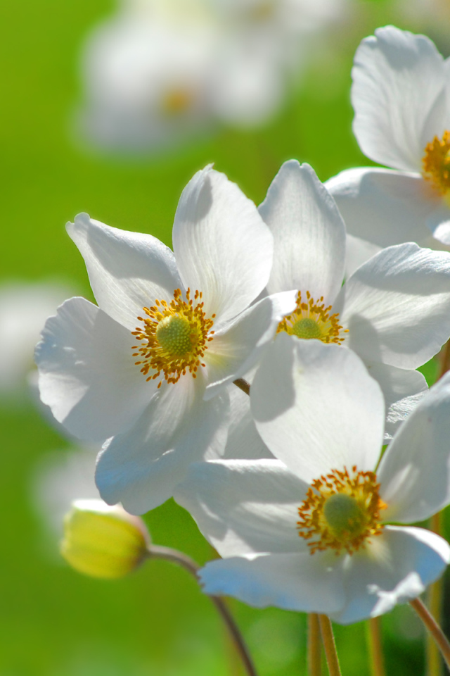 Цветы на траве, Цветах