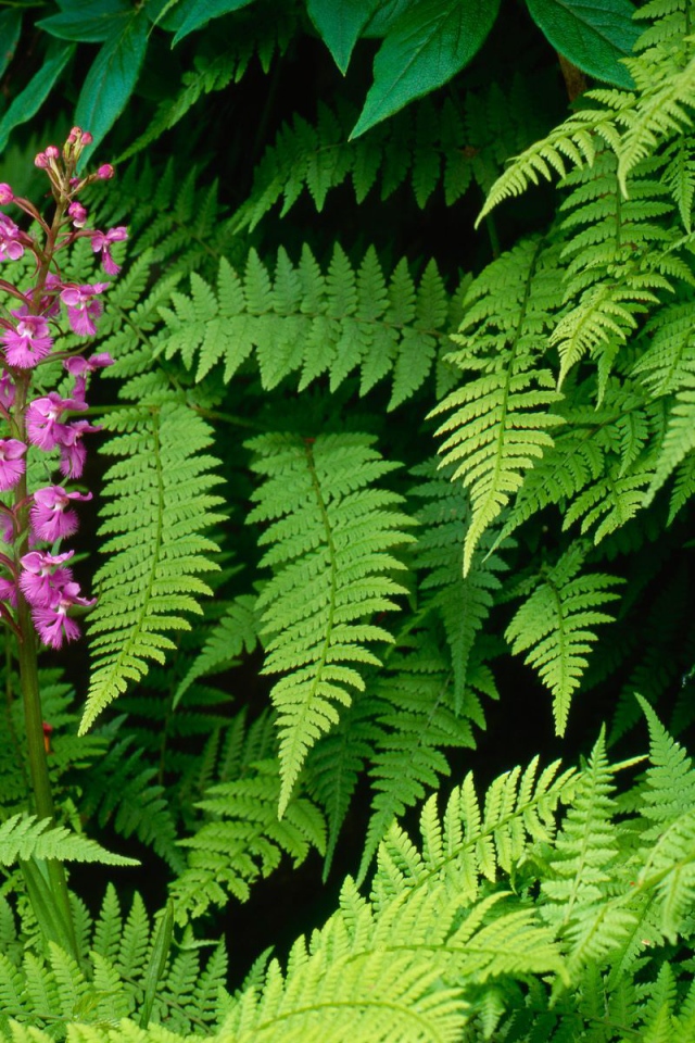 Орхидея Fringed, Цветы