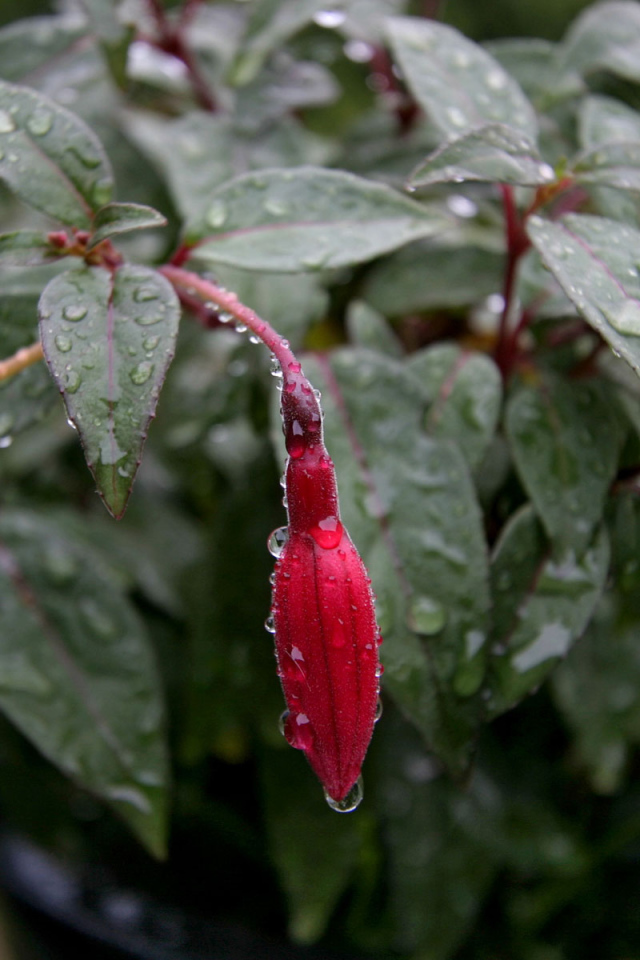 Fusia после дождя, Цветов