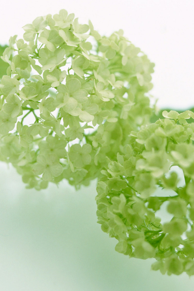 Зеленый, Цветы