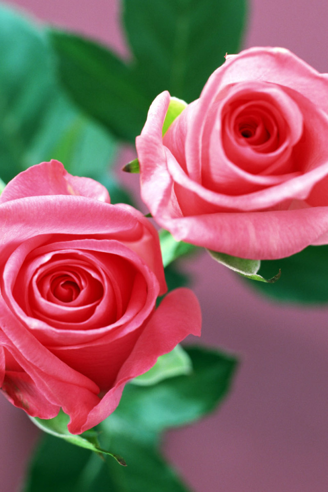 Домашние розы