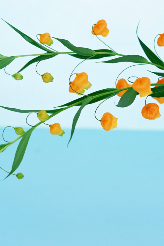 Домашние цветы