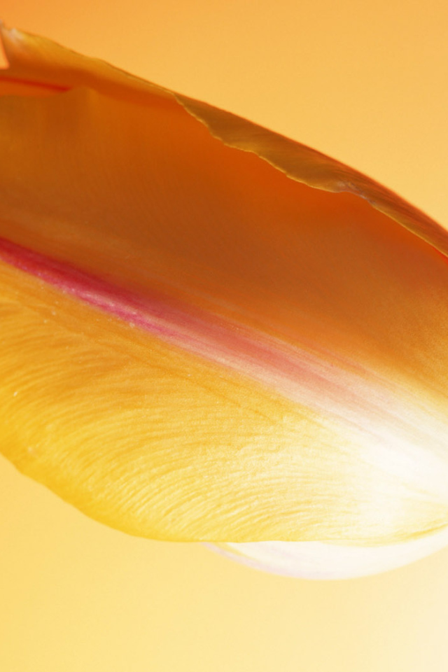 Горячий тюльпан, Цветы