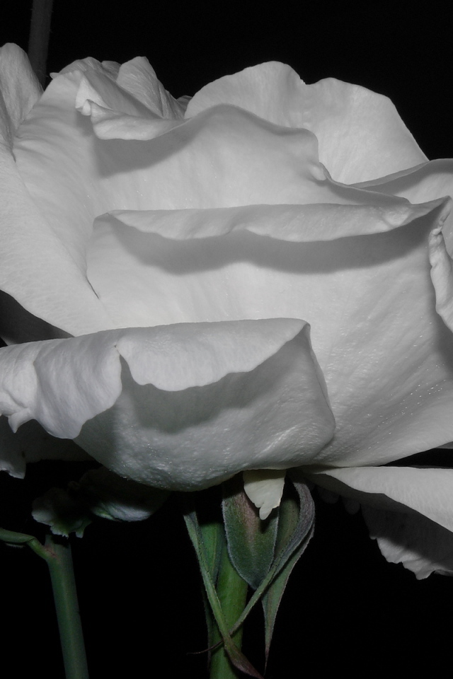 Холодная роза