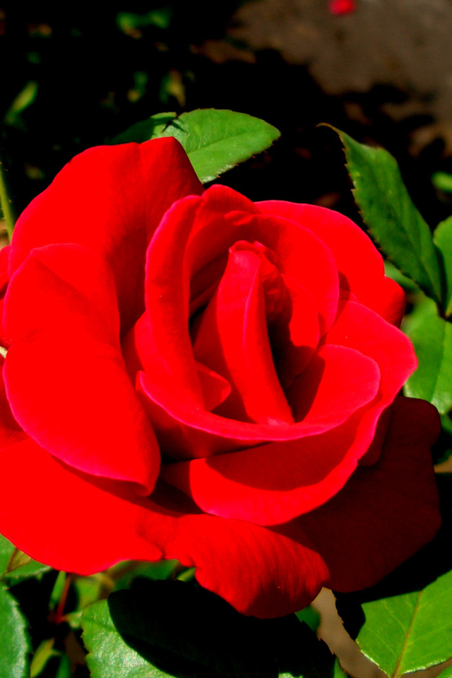 Роза - цветы