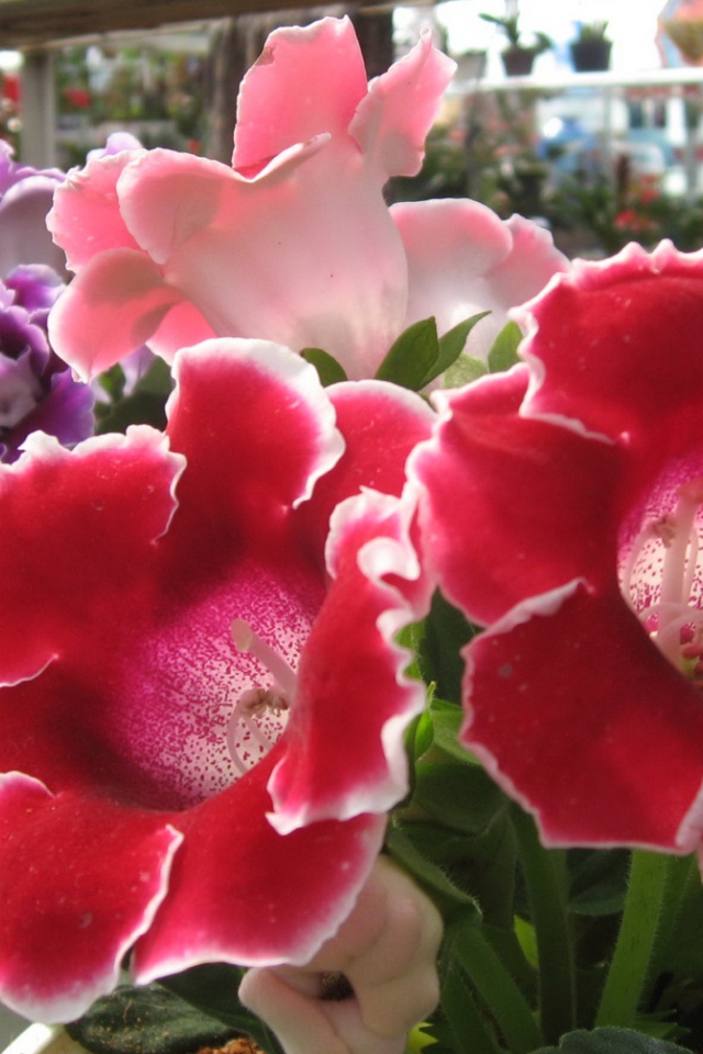 Розы Японии, Цветы