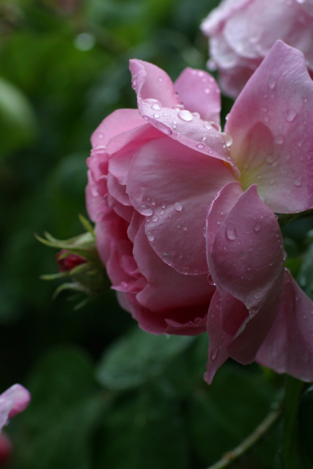 Розы леопарда, Цветы