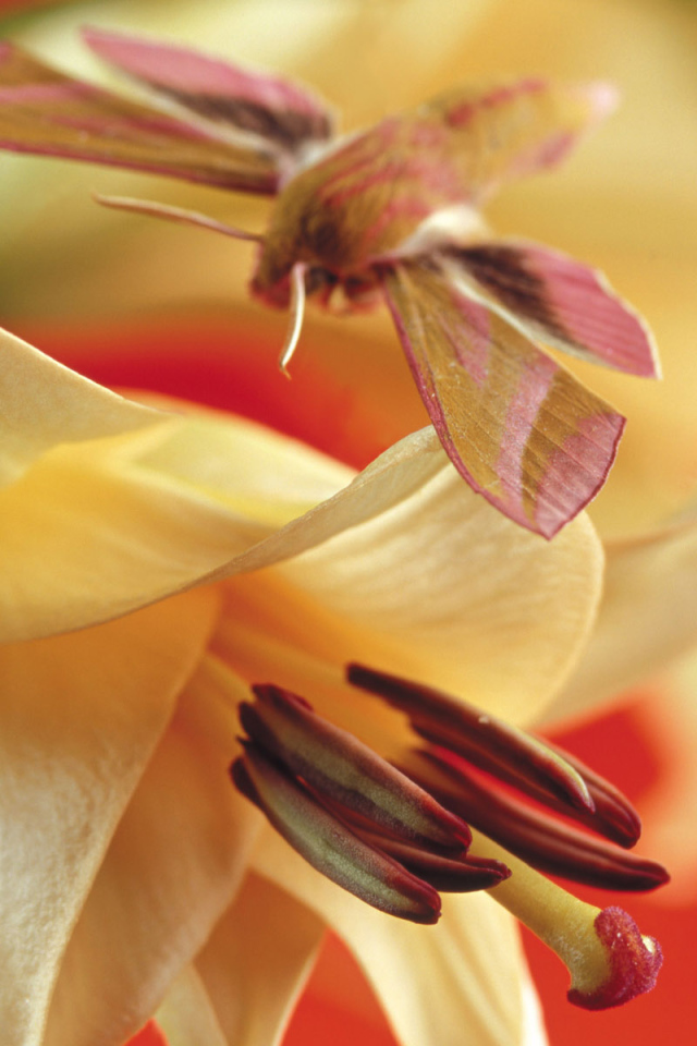 Лилия, Цветы