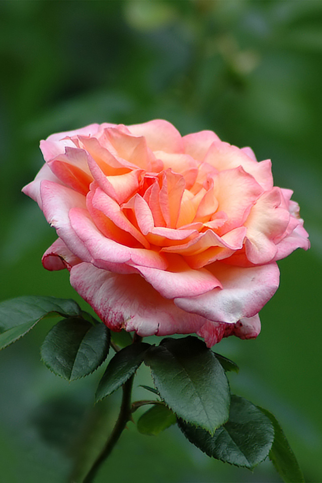 Одинокие чувства, Цветы