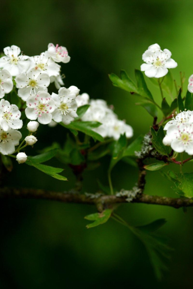 Волшебный расцвет, Цветы