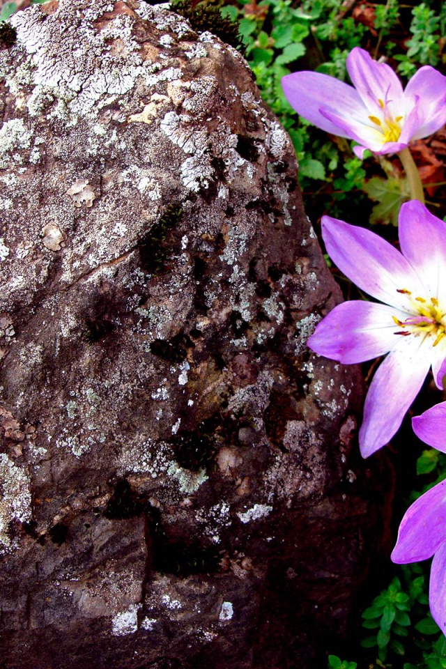 Сиреневый, Цветы