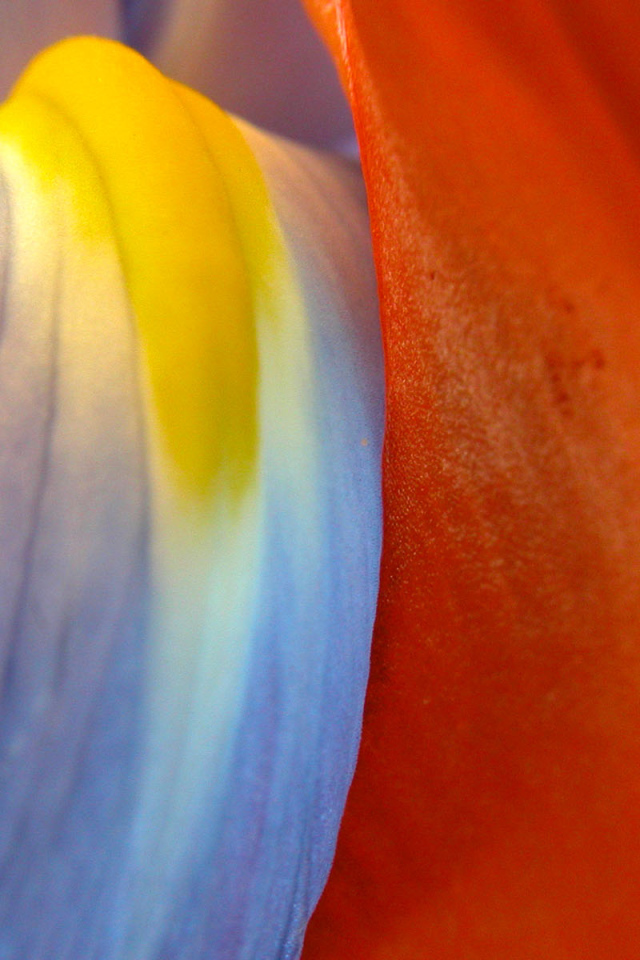 Многокрасочность, Цветы