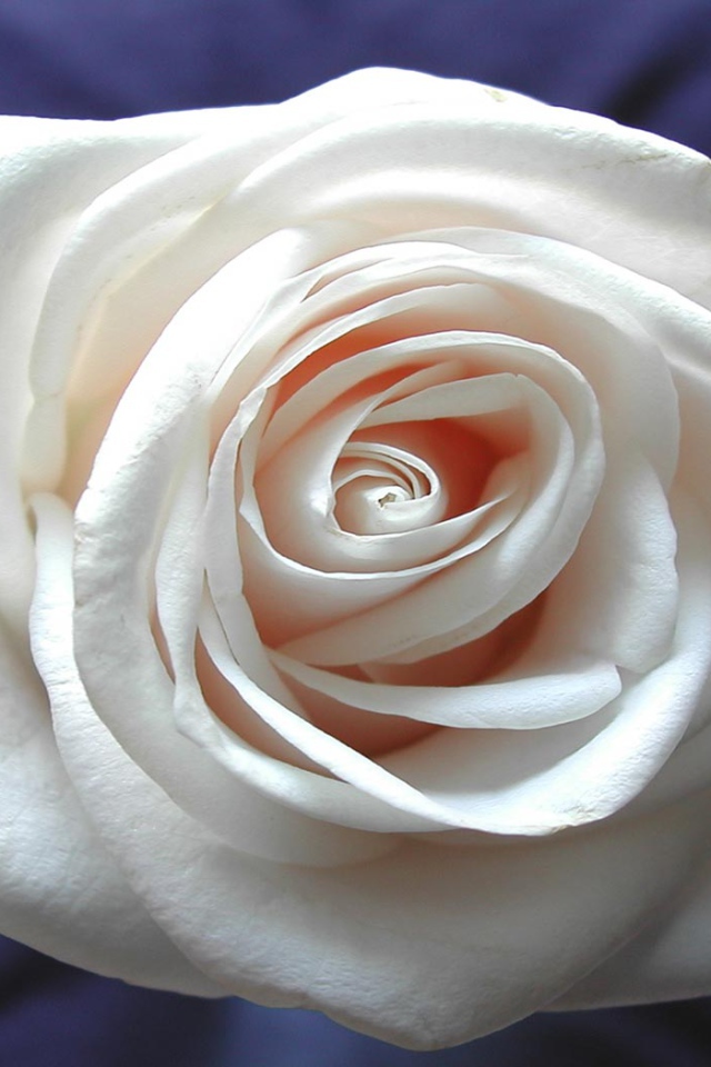 Бутон белой розы