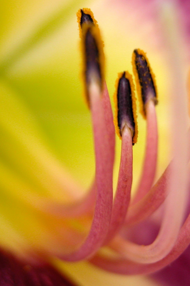 Хороший цветок