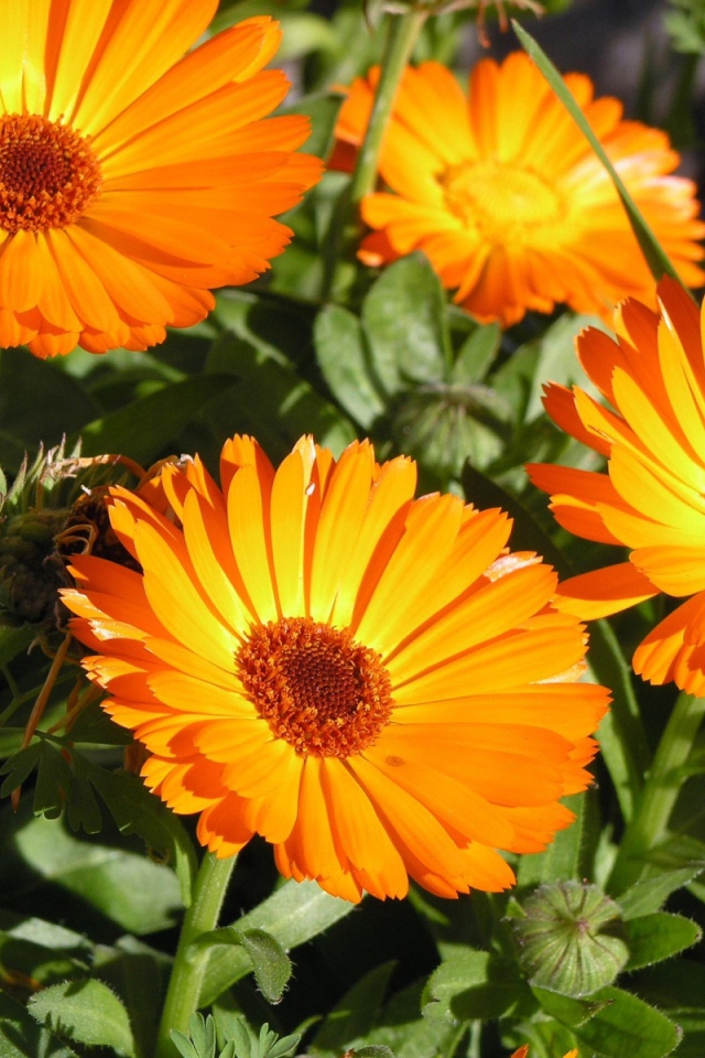 Красивые оранжевые цветы