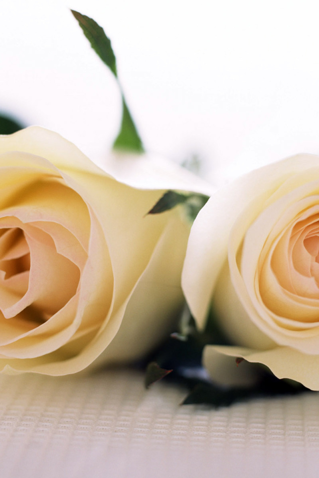 Пара роз, Цветов