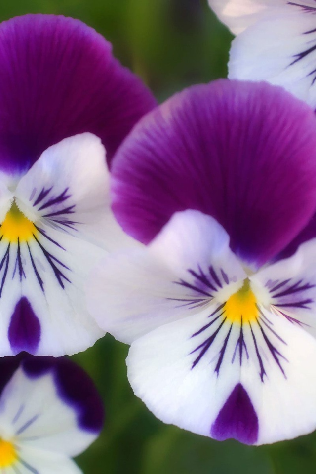 Цветы парка