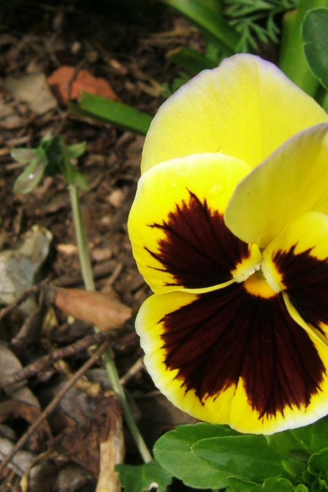 Прекрасная любовь, Цветы