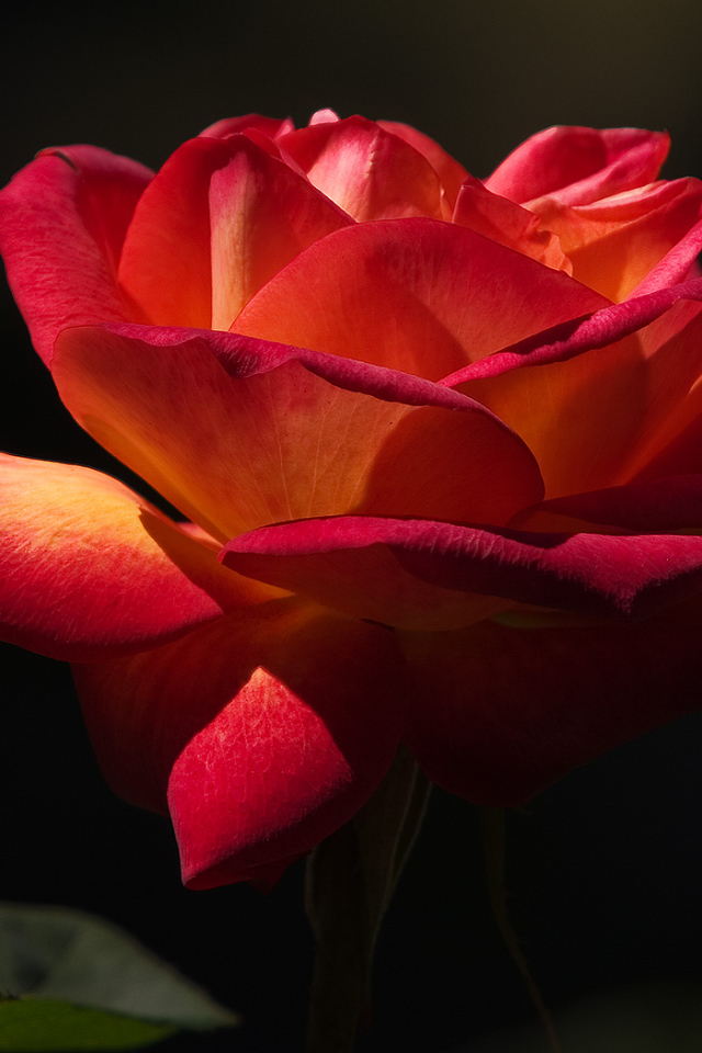 Прекрасный момент, Цветы