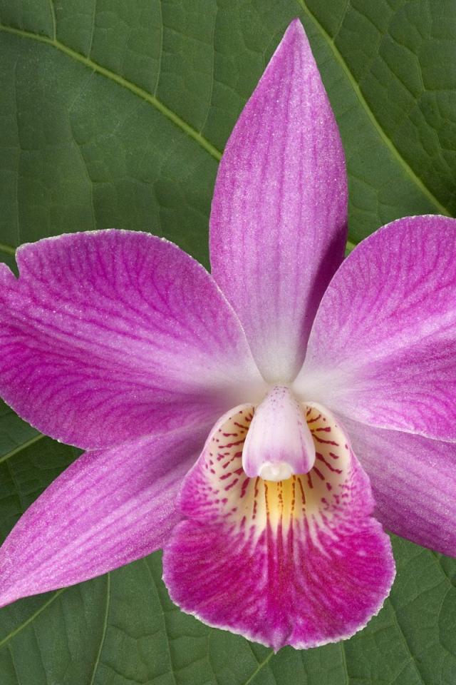 Хурма, Цветы