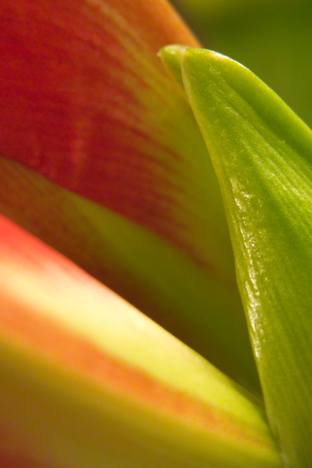 Лепестки, Цветы