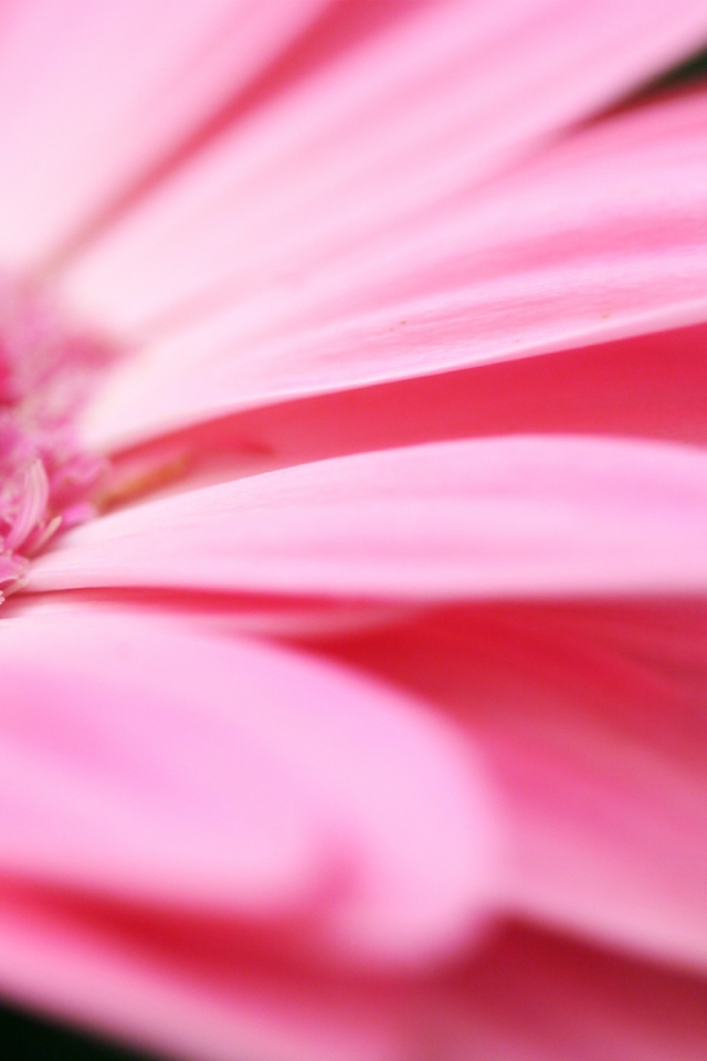 Розовые Лепестки, Цветы