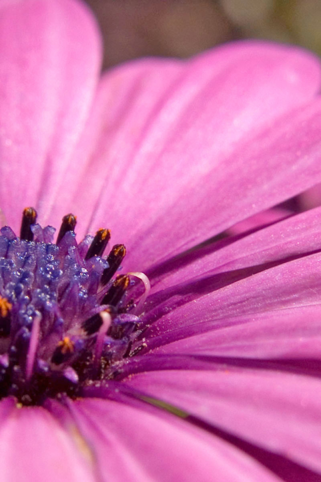 Розовый, Цветы