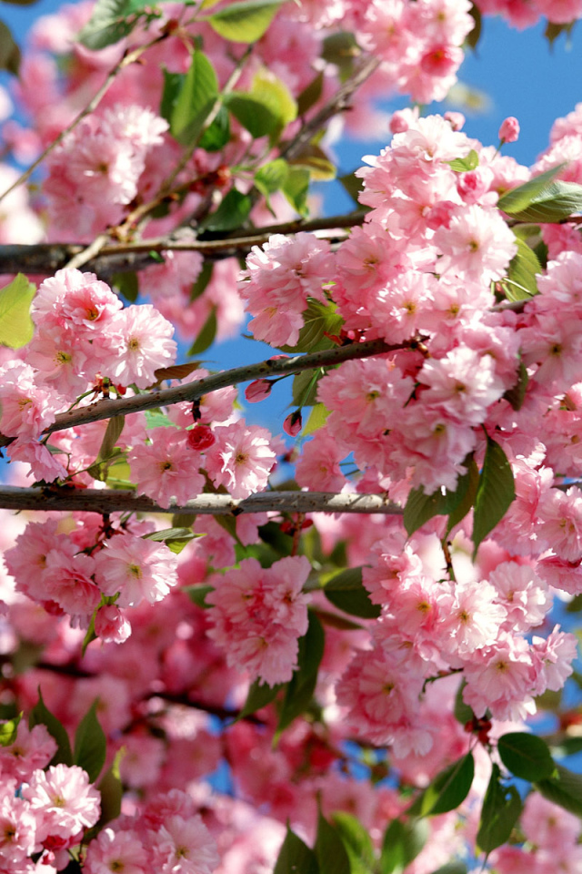 Розовое-синее небо, Цветы