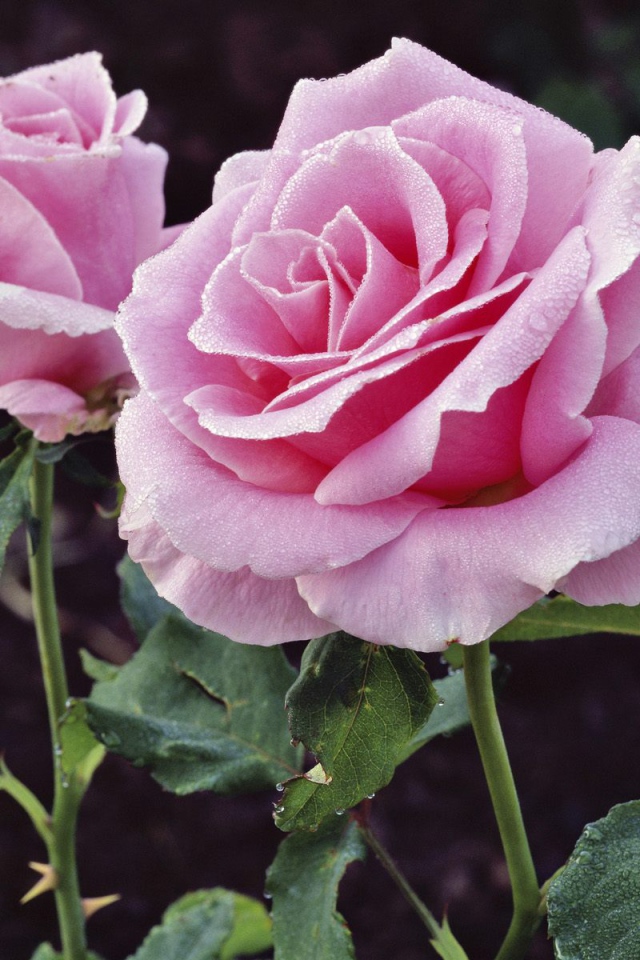 Удовольствие и Страдание, Цветы