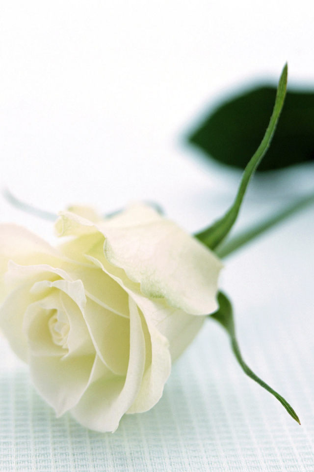 Отдых с розой