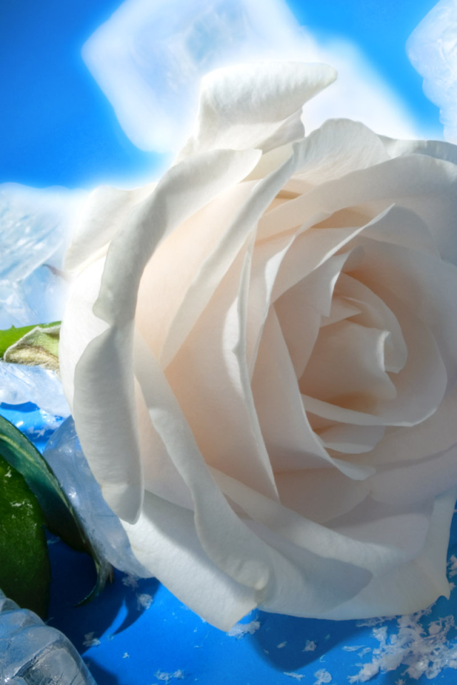 роза и Лед, Цветы