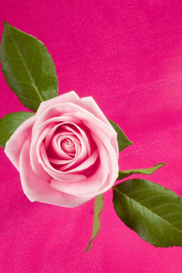 Темно розовая Роза