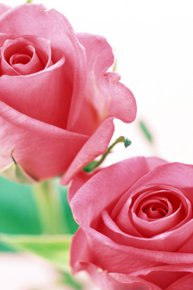 Розы на белом, Цветы