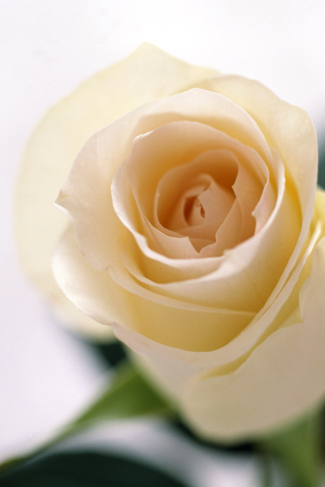 Запах роз, Цветы