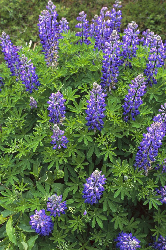 Королевский расцвет, Цветы