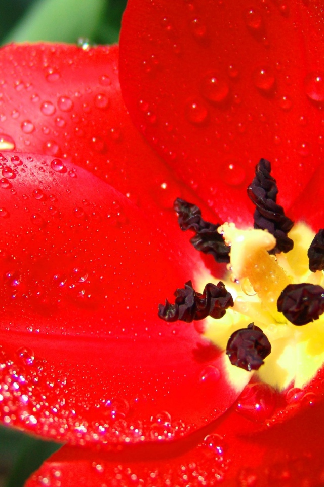 Алый тюльпан, Цветы