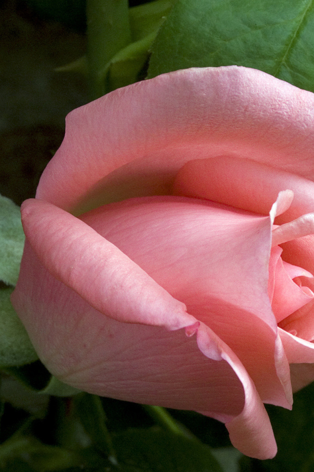 Застенчивое чувство, Цветы