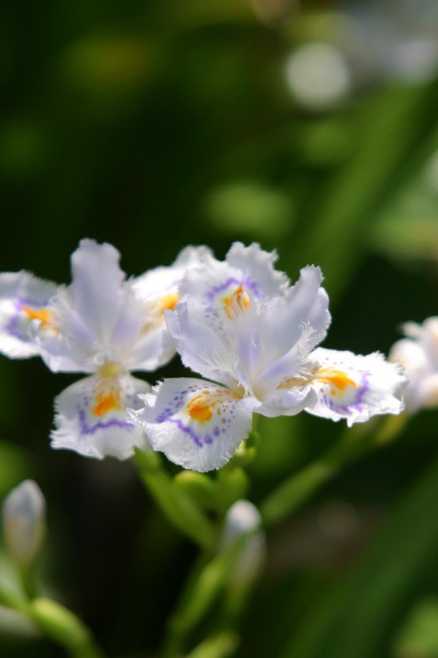 Шелковистый, Цветы