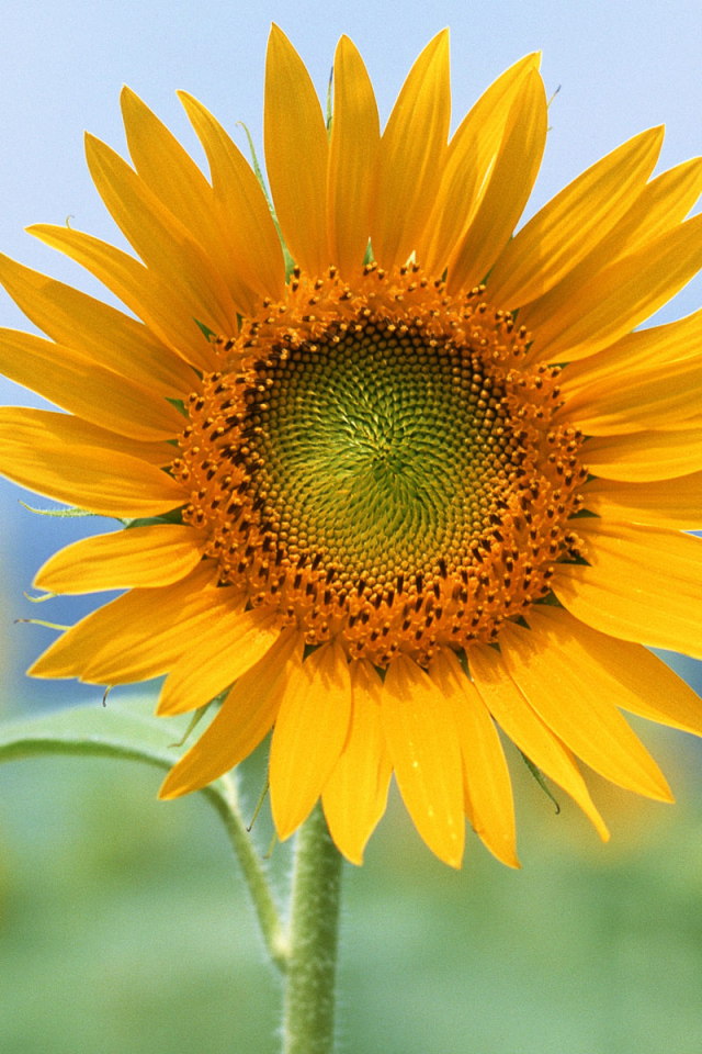 Единственный, Цветы