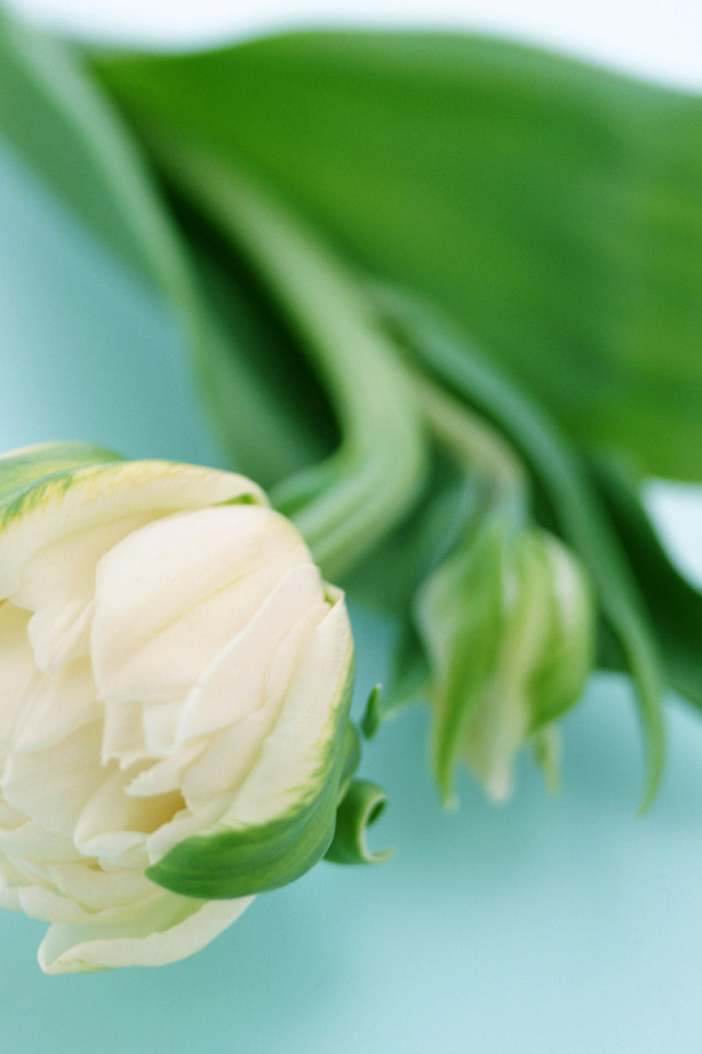 Сонный цветок, Цветы