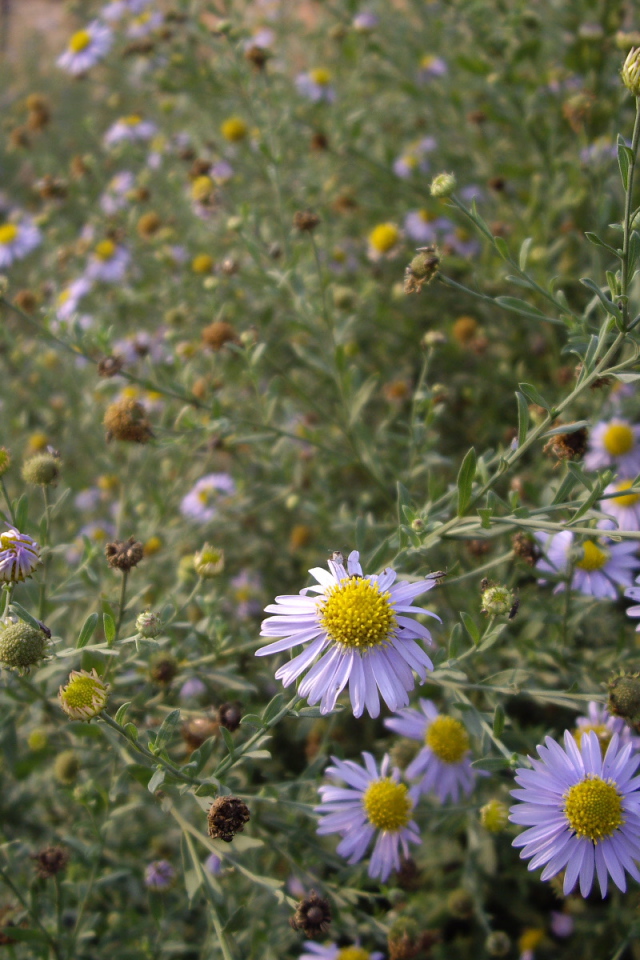 Маленькие Цветы