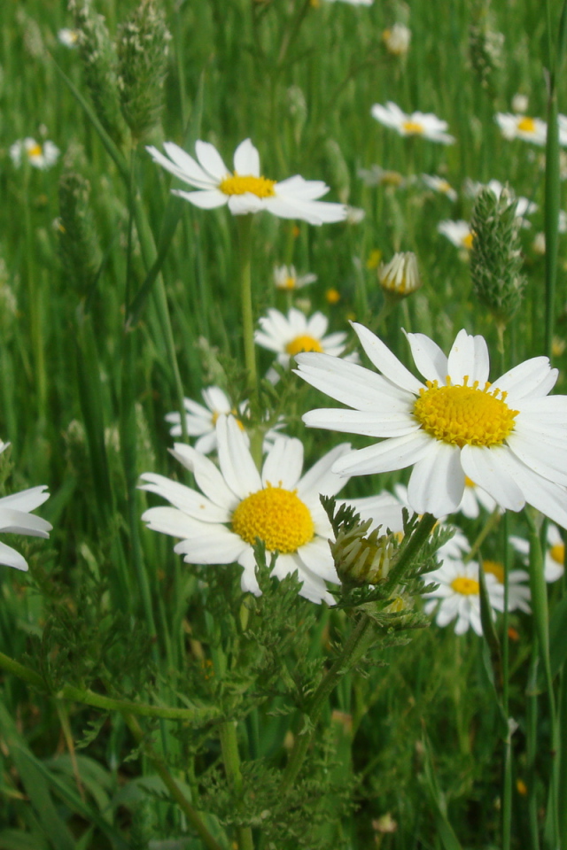 Весенние Цветы