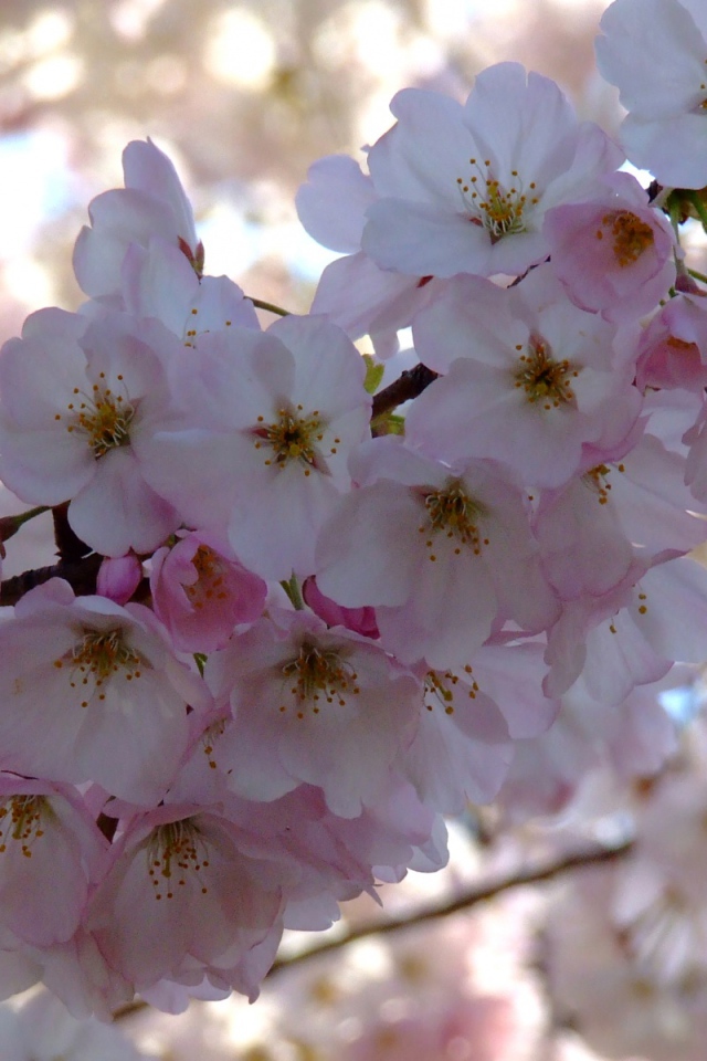 Весенний пучок, Цветы